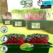 Kit Tray Go_Grow | Crestere Microplante | Sistem Hidroponic